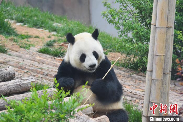 西宁熊猫馆举行开馆一周年庆祝活动