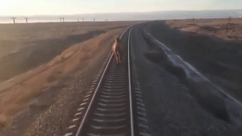 俄罗斯骆驼误入铁轨慢跑 火车尾随缓行致晚点