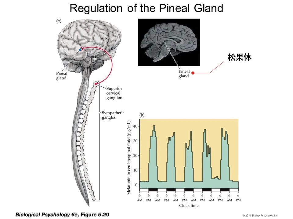 随着年龄的增长,人体的松果体会萎缩直到钙化,导致人体自身分泌褪黑素