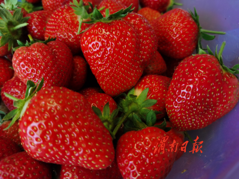 华州区夏季草莓种出群众好日子