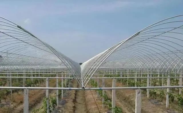 葡萄坐果其实不难 这几招提高葡萄坐果率 凤凰网