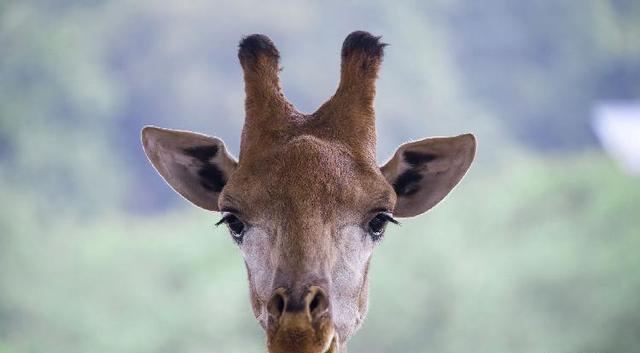 叮咚!你有一套动物们的迷之微笑表情包请查收