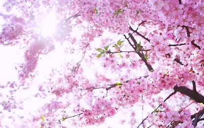 “云赏樱”的春天，不如来一场樱花限定大赏吧