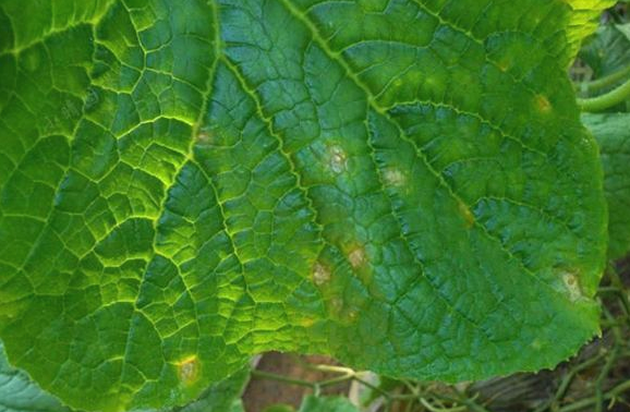 江蘇綠港植保——黃瓜靶斑病,焦邊葉發生特點及防治技術__鳳凰網