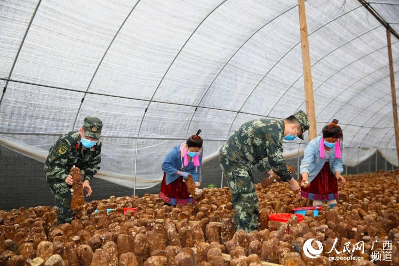 「柳州」广西柳州：武警官兵助力扶贫产业复工复产