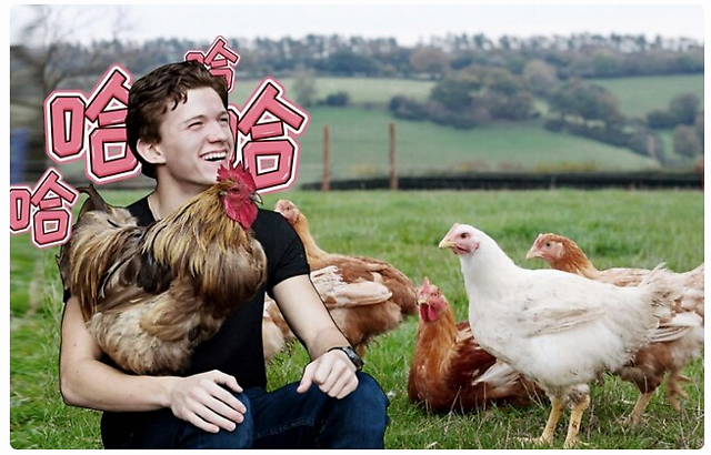 欧美明星已经闲成这样了?荷兰弟养鸡,还有人直播织毛衣