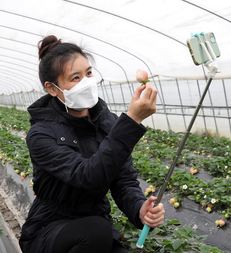 求关注,求下单:疫情倒逼青浦草莓种植户借力直播拥抱电商