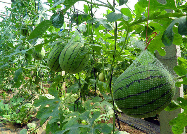 西瓜膨大素的使用哪个肥料好?西瓜膨大的田间管理以及肥料选择
