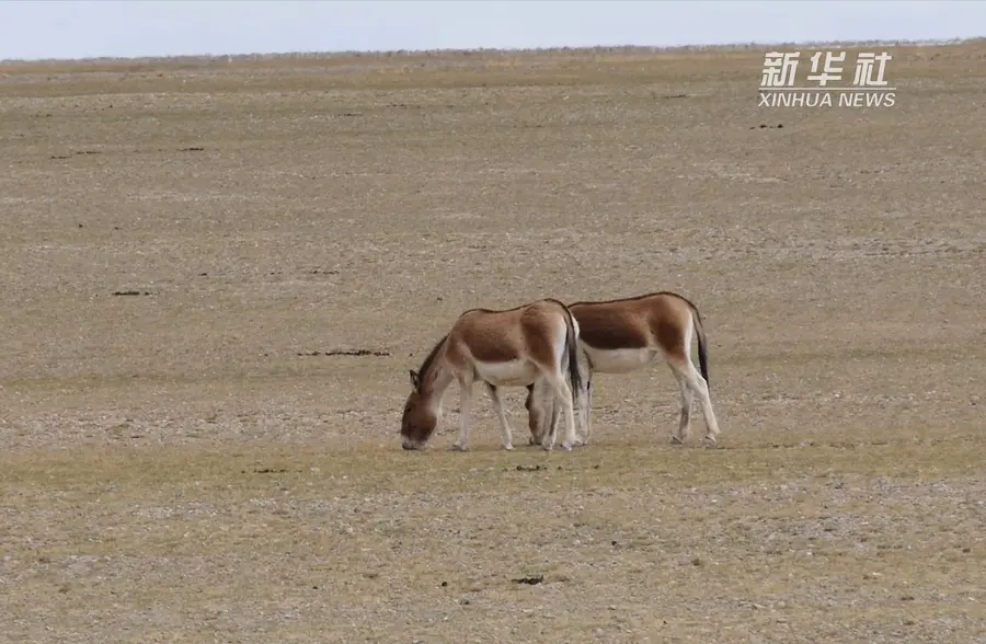 地广人稀 野保员辛勤付出