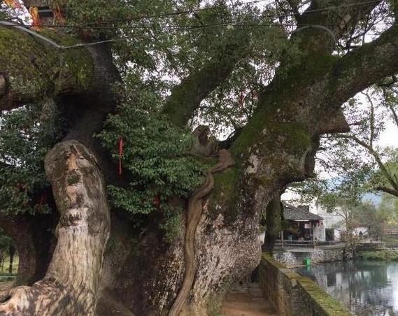 国内唯一树抱佛在樟树内藏有一尊60厘米高佛像游客想去