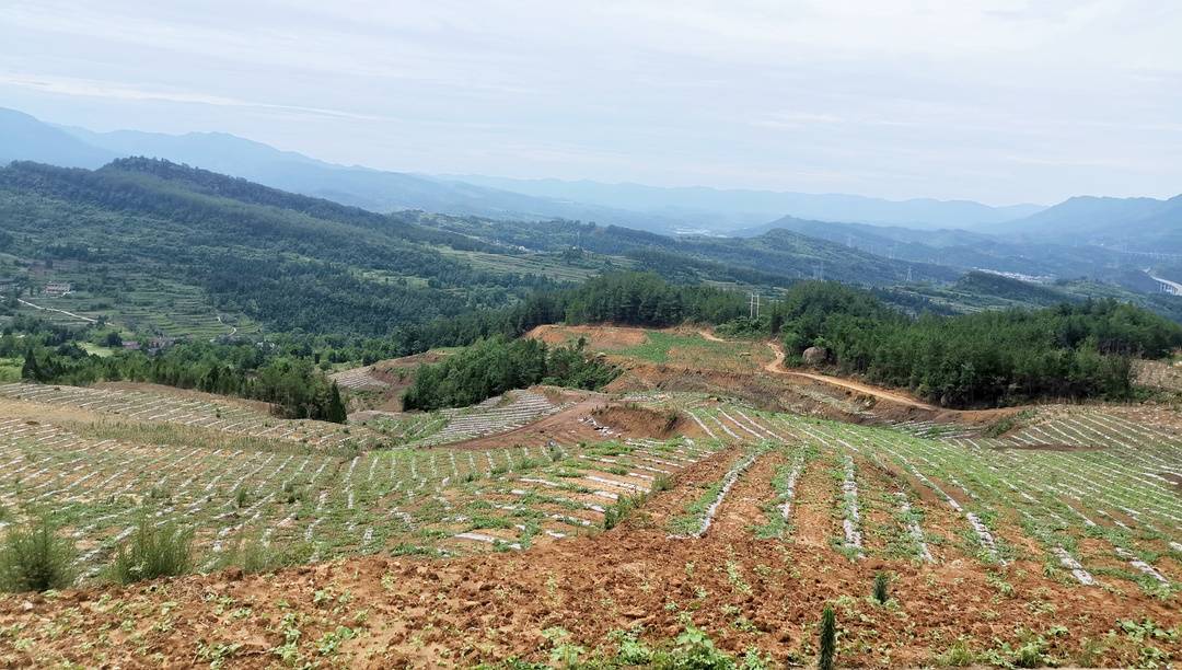撂荒土地淌"金银" 四川广元利州复耕撂荒土地助力脱贫攻坚__凤凰网