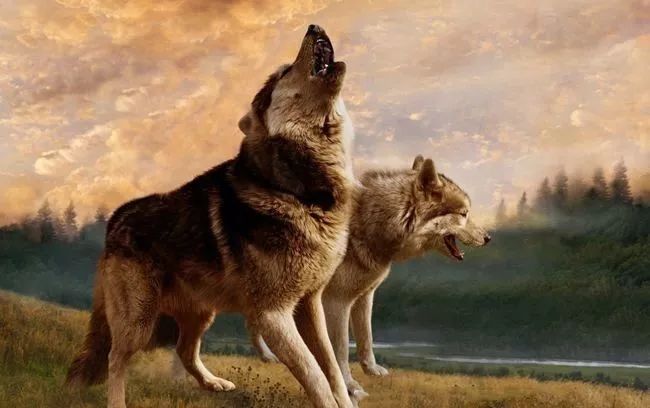 为什么猪离不开圈,狼却可以横行天下?看完的人都沉默了