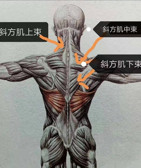 肩胛骨不稳定?这块肌肉你可能没有重视好——斜方肌下部!