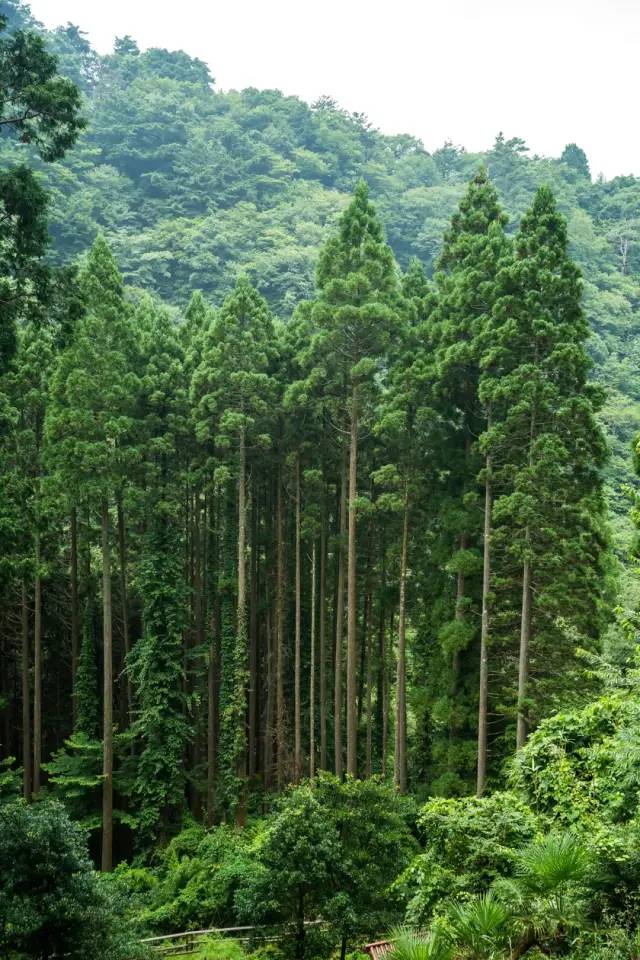 当音乐遇上旅游有乡村也有森林