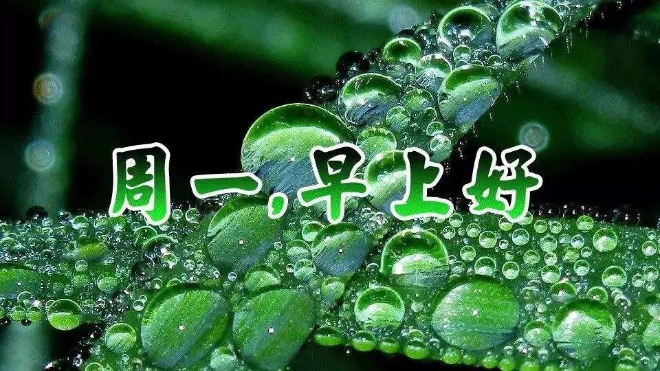 星期一早晨最美的早上好祝福语句,最新漂亮早安静态表情图片__凤凰网