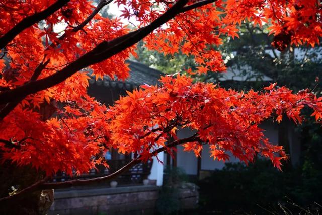 郑州旅游年卡推荐景区：仰韶古村落·赵沟古村