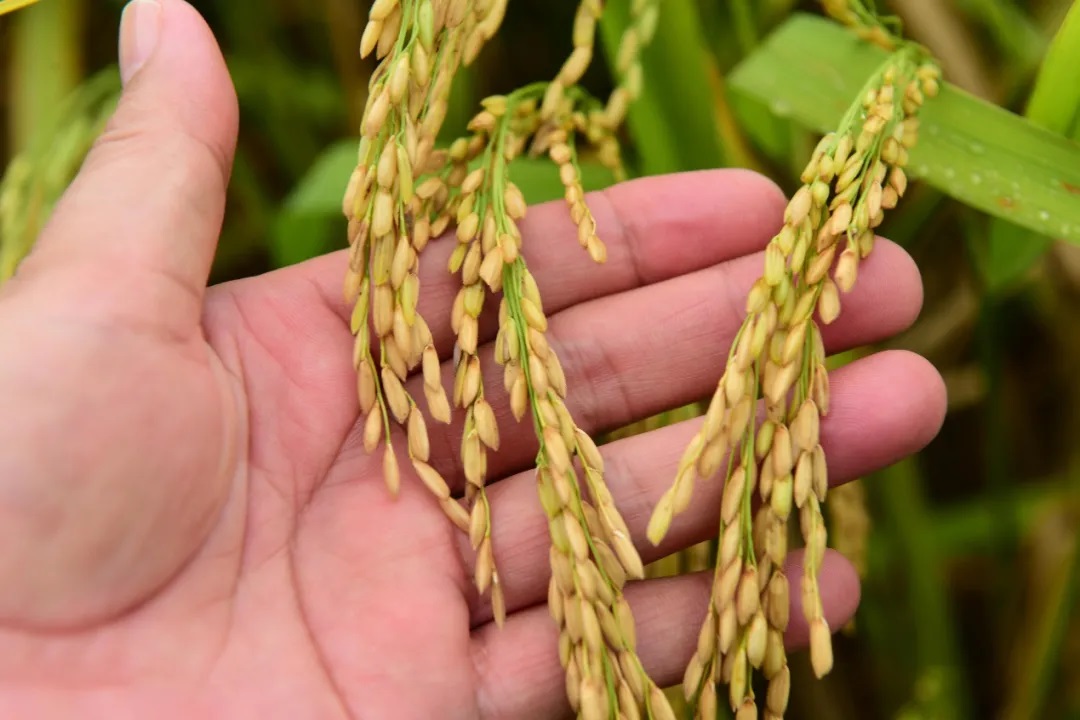袁隆平谈粮食安全：要搞既高产又优质 我们做得到！