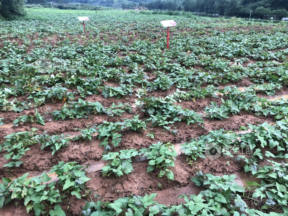 江西省横峰县港边乡大力发展红薯产业,全乡3000多户农户种植红薯4000