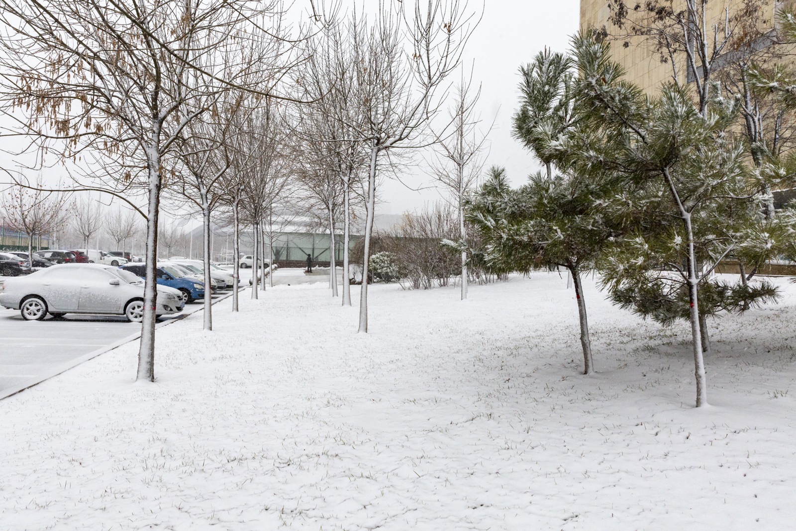 组图|山东滨州迎来了2020年的第一场大雪 比以往时候来的更早一些