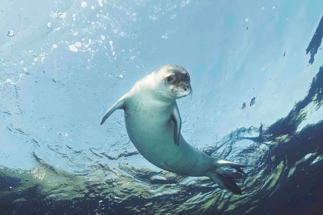 温和的气候和清澈的海水,让这里活跃的动物种类相当丰富,鲸鱼,海豚