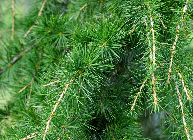 植物喜阴还是喜阳 看叶子 就明白了 凤凰网