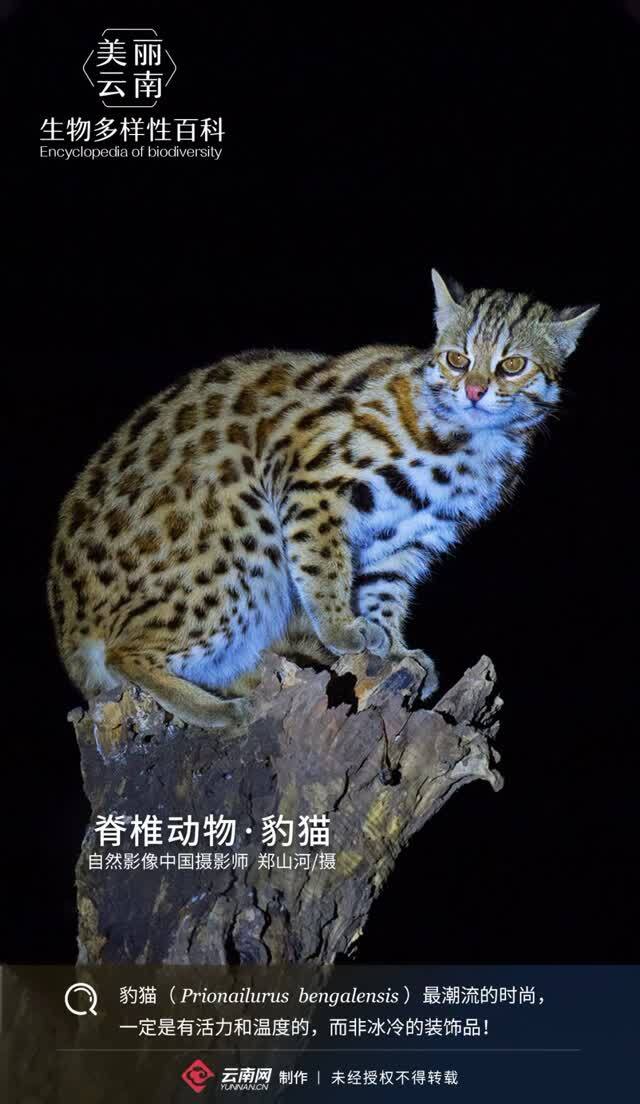 秦岭猫豹图片