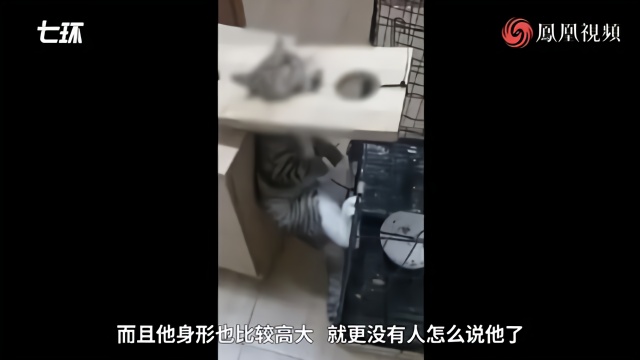 大学生被指卖虐猫视频，同学担心只是开始
