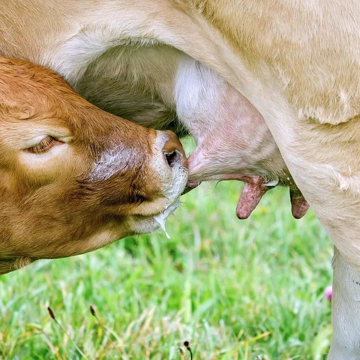 母乳喂养小牛动物图片