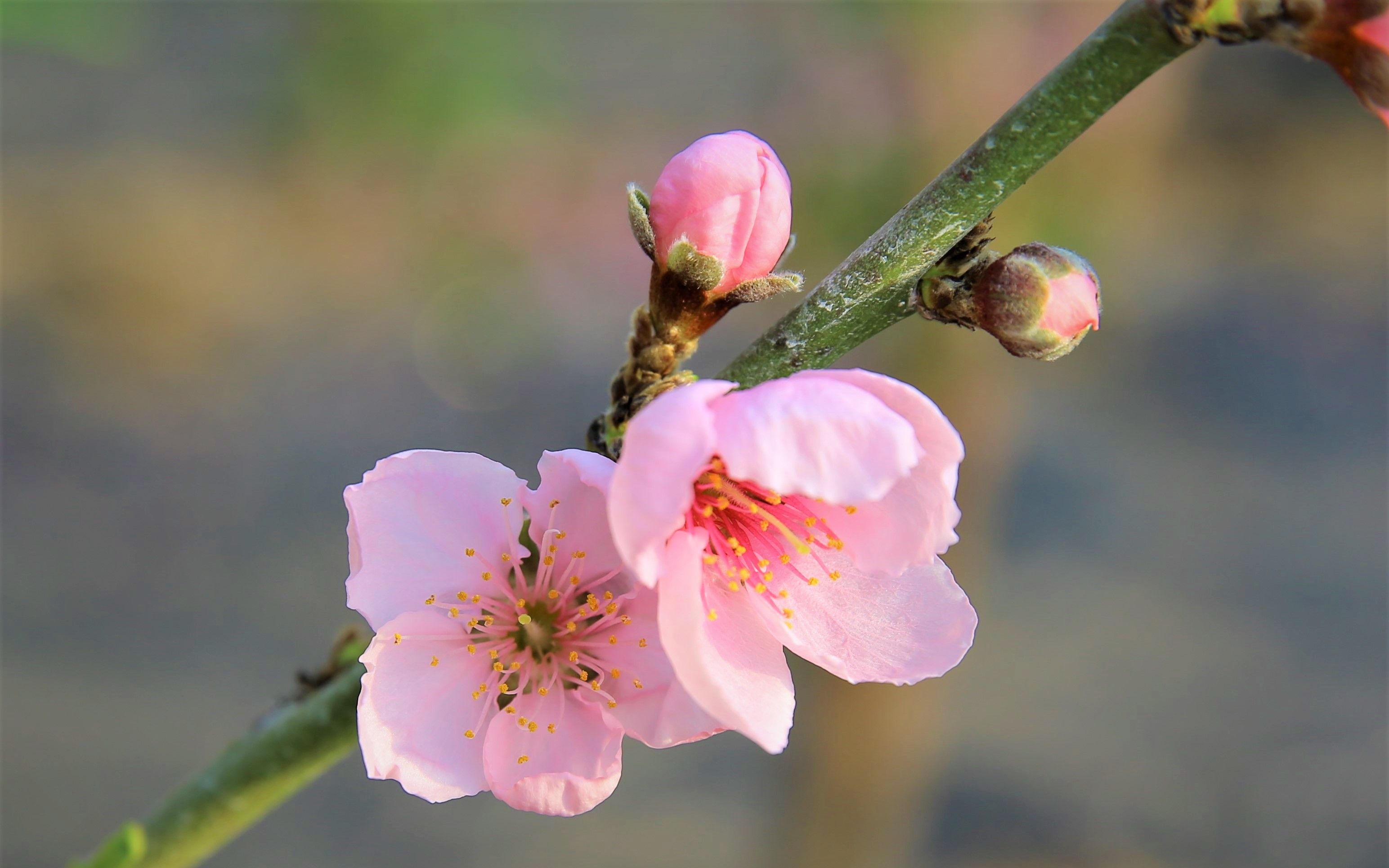 山桃树开花图片