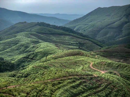 广西万亩檀香种植园与各位环保者们,探讨檀香树的生长