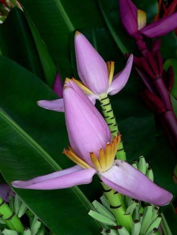 这么美的芭蕉花,你见过吗?简直美得不要不要的!