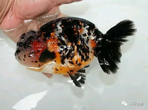 禽兽野兽怪兽猛兽无腿吸金兽