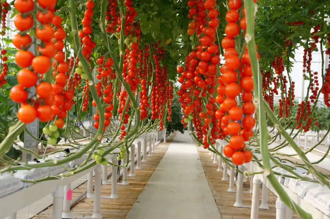 江苏绿港植保-番茄常见病(晚疫病,叶霉病)有何特点,如何防治__凤凰网