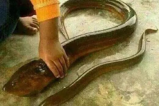 湖州36斤黄鳝下落图片