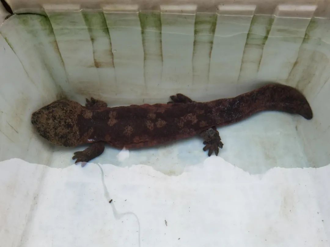 杭州发现"红色蛙":全身赤红还有斑点 系中国特有品种