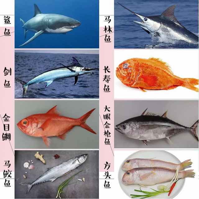 海里的鱼类名称图片