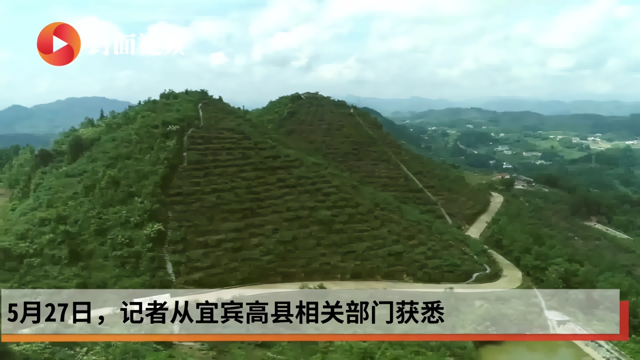 2020年四川高县春茶产量增加 产值与同期持平
