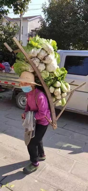 湖北长阳76岁老人背自家菜园大白菜捐赠武汉