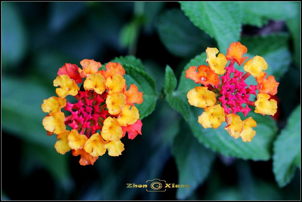 六月花季五色梅