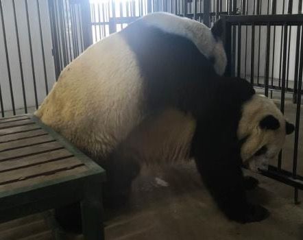 两只雄性秦岭大熊猫与同一雌性完成自然交配
