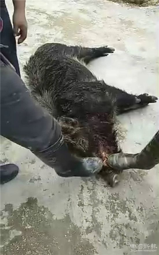 一头野猪潜入贵州麻江小山村咬伤三位村民后被打死__凤凰网