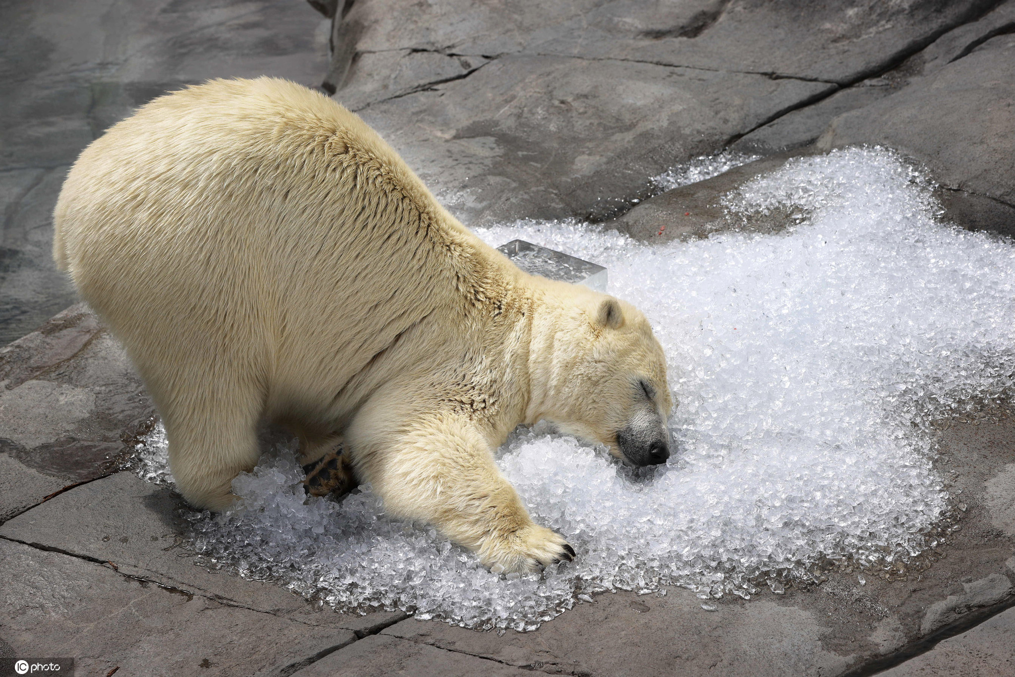太萌了日本夏日热浪滚滚02北极熊撅屁股躺冰上降温
