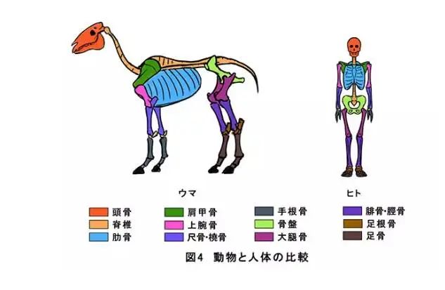 动物四肢结构怎么画 人体结构分解 凤凰网