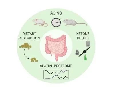 这项研究中,研究人员分析了衰老和饮食对年龄和老年小鼠机体肠道上皮