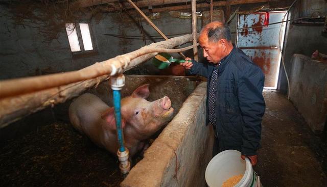 1月6日,丹东市宽甸县毛甸子镇宝石村的村民张景富在喂猪.