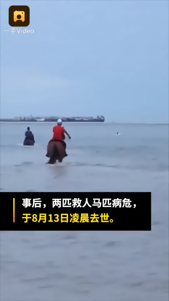 冲进海里救人的两匹马去世，马主人：有点可惜，但不后悔救人