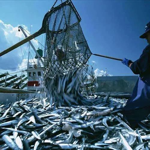 受日本暖流和千岛寒流交汇的影响,北海道四周渔业资源十分丰富