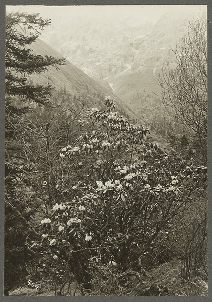 【洛克拍摄】杜鹃Rhododendron rufum. China, Gansu (Koang-kei Shan). (1925-06-12)