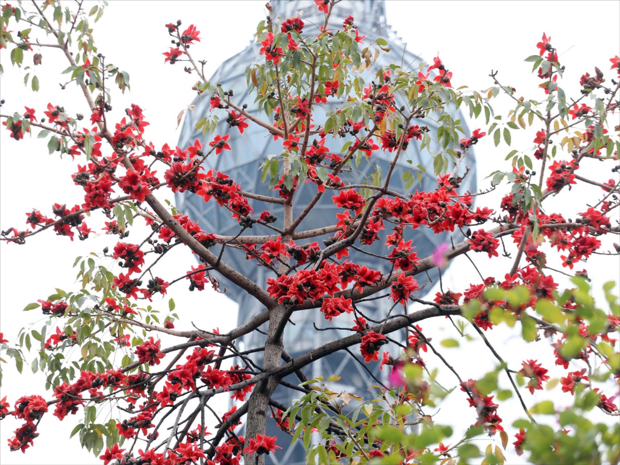 广东佛山木棉花怒放好似一团团火焰在燃烧