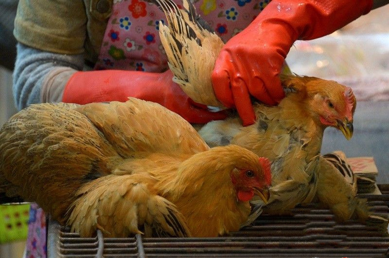 即日起河南全面禁止市场销售活禽